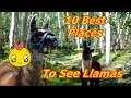 10 Best Places To See Llamas