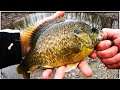 Green Sunfish BITE Like CRAZY!  | Fun PANFISH to CATCH on ULTRALIGHT! | Northwest Indiana Fishing