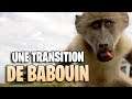 UNE TRANSITION DE BABOUIN / TOP 100 BATTLEGROUNDS