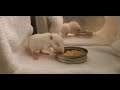 Cute baby rats learning how to eat food for the first time