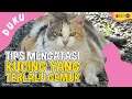 Kucing Lucu - Tips Mengatasi Kucing yang Terlalu Gemuk - Dunia Kucing Eps 97