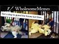 r/WholesomeMemes - FIERCE GUARD DOG