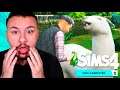 VIDA CAMPESTRE: CRIANDO UMA LHAMA + COSTURANDO PONTO CRUZ + ROUPAS DE ANIMAIS | The Sims 4