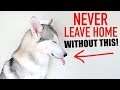 NEVER LEAVE Home With Your Dog Without These 3 Things!!! (GIVEAWAY)