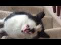 Slow Motion Meow - This is HILARIOUS and TERRIFYING!