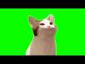 Pop Cat - Green Screen 30fps 1080p