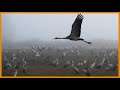 SLIDESHOW: Cranes gather during migration season