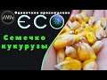 ECO ► 24 - Семечко кукурузы (Одиночное прохождение)
