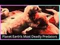 Planet Earth's Most Deadly Predators