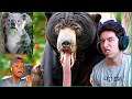 Reacting to Why Koalas are The Dumbest Animals to Ever Breathe