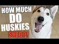 How Much Does A Husky REALLY Shed?