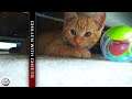 New Kitten Cheeto | Family Addition