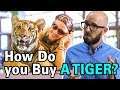 How are Rich People Able to Buy Exotic Pets Like Tigers?