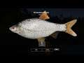 Russian fishing 4 - Trophy Common Roach / Kuori Lake