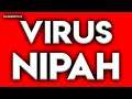 TODO lo que TIENES que SABER del VIRUS NIPAH