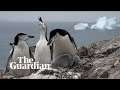 Antarctica, climate change and a tale of two penguins