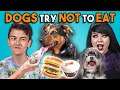 Dogs Try Not To Eat Challenge (React)