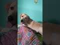 Simba the Labrador reaction.😁