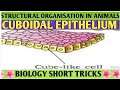 Trick to learn cuboidal epithelium| structural organisation in animals|quick trick|best trick |NEET