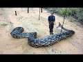 Biggest Snakes in the World