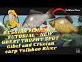 RUSSIAN FISHING 4 TUTORIAL -NEW GREAT TROPHY SPOT How to catch Gibel and Crucian carp Old Burg River