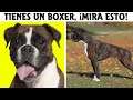 Cosas Que No Sabias De Los Perros Bóxer | SoyCorraje