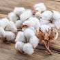 cotton