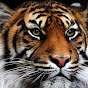 TigerFury