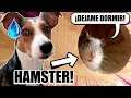 🐶 ¡¡COOPER conoce a MI HAMSTER!! 🐹 - HamsterBall
