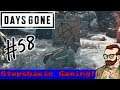 DIDN'T EVEN GET THE "A" RIGHT // Days Gone #58