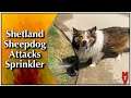 Dog Attacks Sprinkler || Shetland Sheepdog Plays In Water #shorts