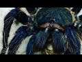 Jeepers Creepers! GBB/Green Bottle Blue (Chromatopelma cyaneopubescens) Is A Hungry Girl!