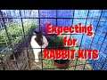 Rabbit Kits Expectancy | tito bern's Rabbitry