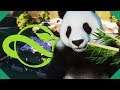 Giant Panda Exhibit - In Brazilian Rainforest! | Planet Zoo (Campaign Playthrough)