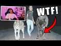 Reacting to 10 SCARIEST Pets People Actually Own! (THEY KILLED ALL OF THEIR OWNERS!!)