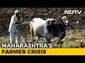 Maharashtra Grapples With Farmer Suicides
