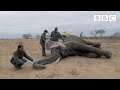 Concerned vets testing elephants for human TB | Big Animal Surgery - BBC