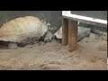 Twycross Zoo - Giant Tortoise