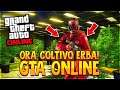 ORA COLTIVO ERBA! - GTA Online