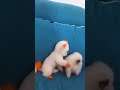 Fighting Cute Puppies #shorts