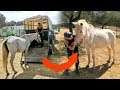 Paard met kankergezwellen op straat gegooid | Los Caballos Luna #10