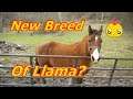 A New Breed Of Llama?