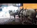 WA State Fair Draft Horse Exhibition Show