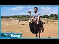 What Animals Can We Ride? - Kinda Funny Podcast (Ep. 137)