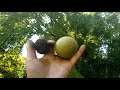 How To Open A Raw Walnut | Raw VS Ripe Walnut Tasting!