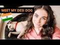 I adopted an Indian street dog, MASSIVE life change | Foreigner in India Vlog | TRAVEL VLOG IV