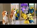 Minions having Fun with Dogs Compilation