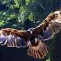 Eaglehawkpanther