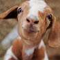 goats