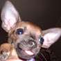 RattDog